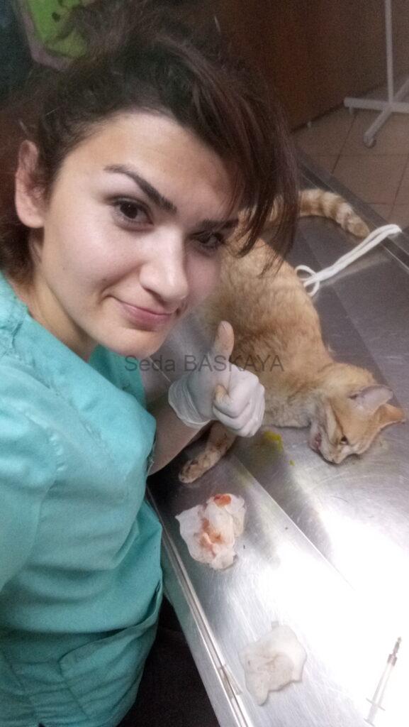 For Cats, Everything Is Possible