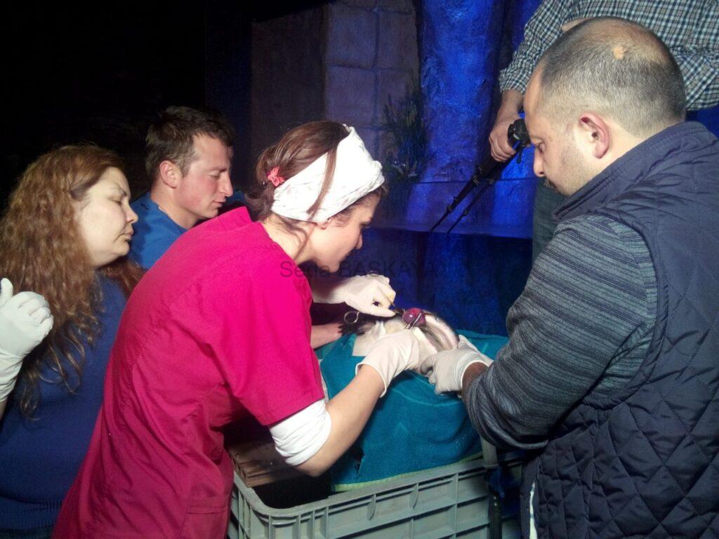 Assessment Of The Challenger Breed Individual Mass Removal Operation