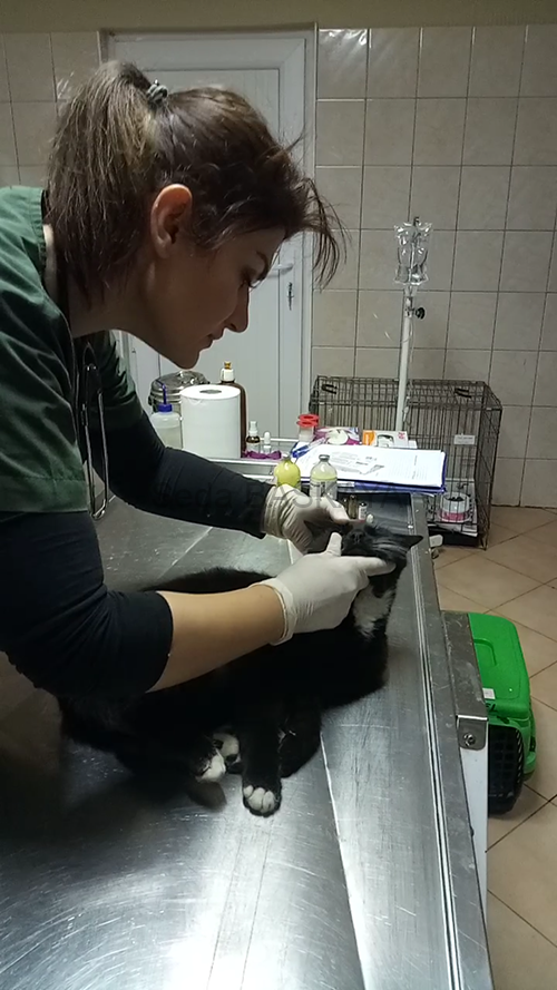 What do animal shelters do?