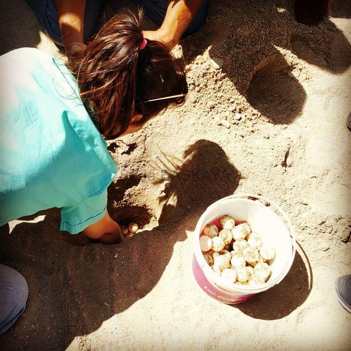 Kemer Dacappo Caretta Caretta Eggs