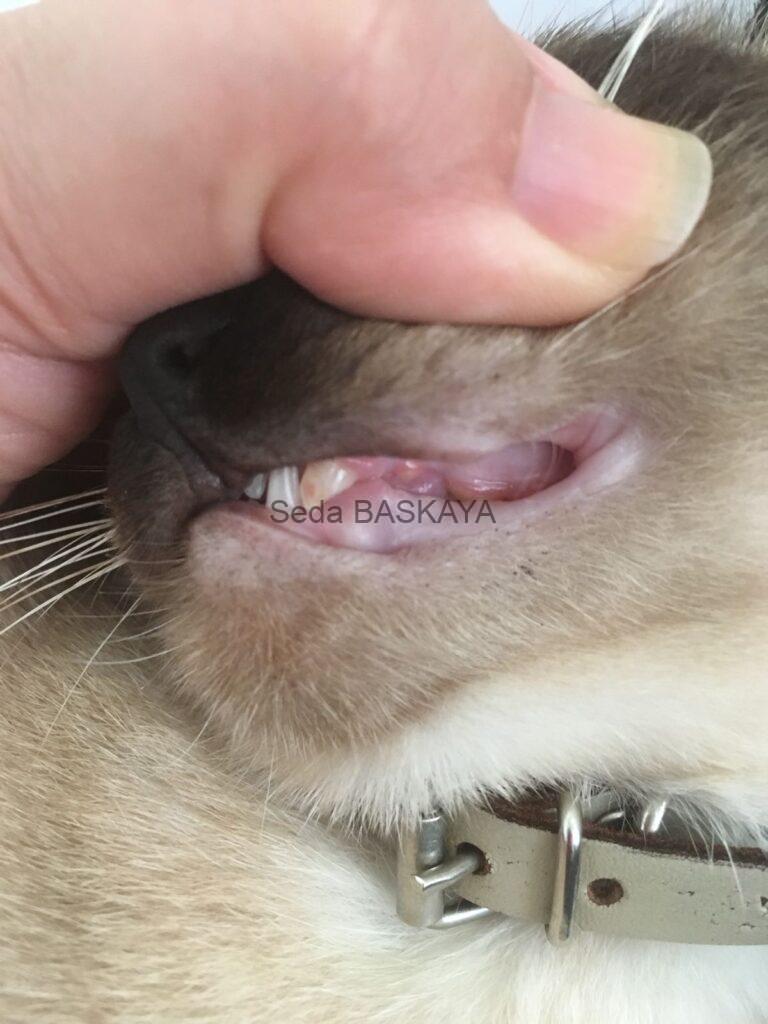Dental problems