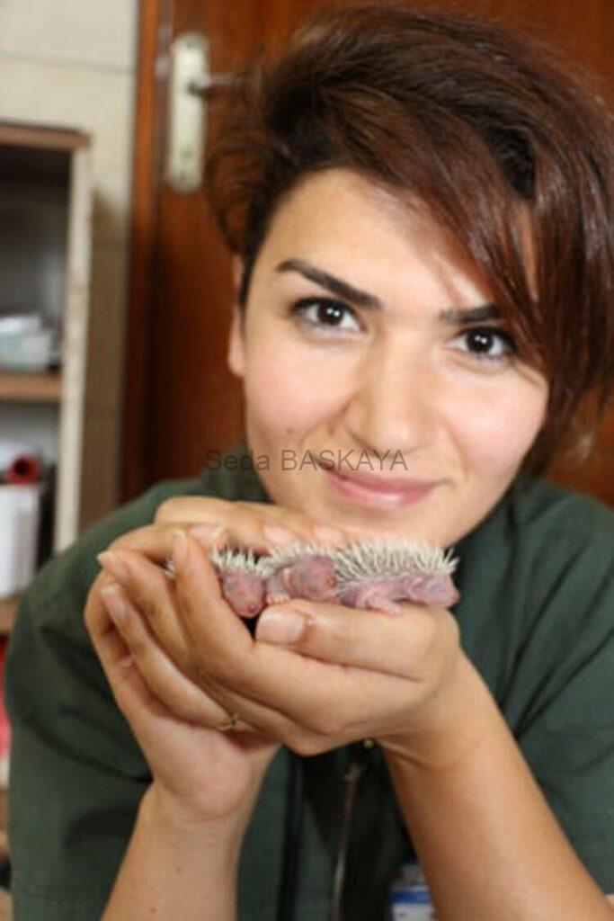 The street cat Nazlı became the milk mother of the hedgehogs